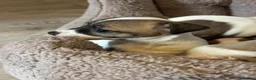 Jack Russell dogs for sale: Jack Russell puppy  - Advert 3