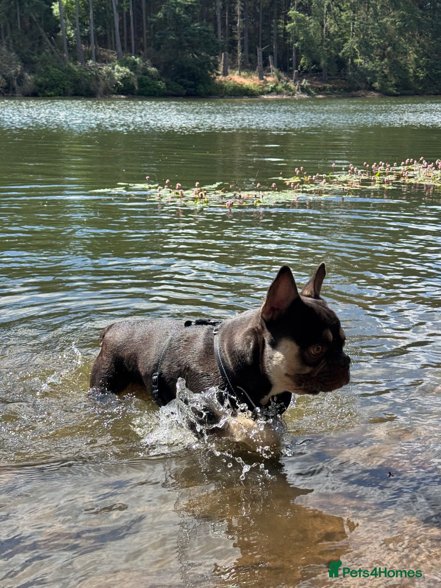 French Bulldog dogs Frenchie - Advert 2