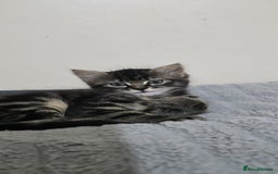 Mixed Breed cats for sale: RH16 3HE - Image 2