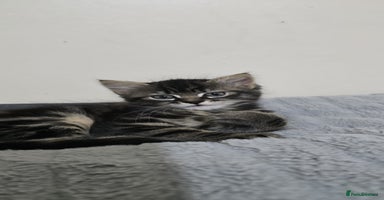 Mixed Breed cats - Advert 9