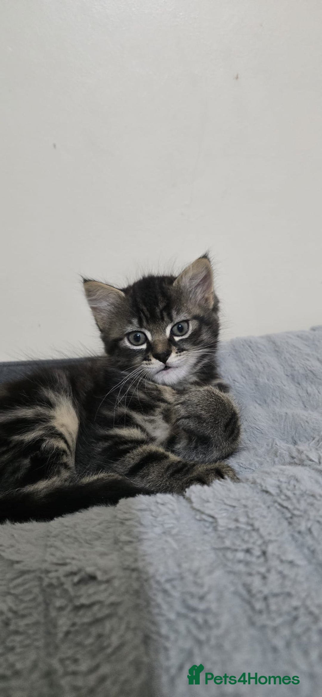 Mixed Breed cats for sale: RH16 3HE - Image 2