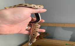 Snake reptiles for sale: Male Western Hog Nose stunning markings & set up - Image 4