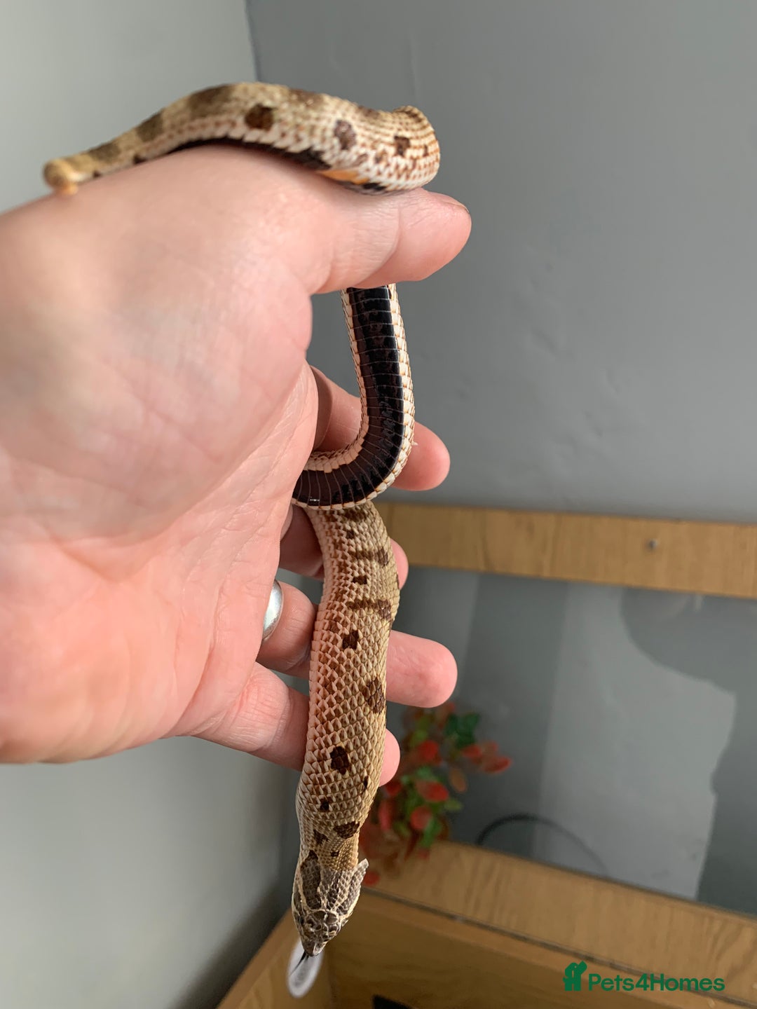 Snake reptiles for sale: Male Western Hog Nose stunning markings & set up - Image 4