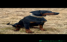 Dobermann dogs for sale: Doberman puppies  - Image 17