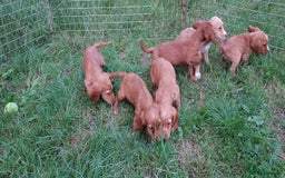 Cocker Spaniel dogs for sale: Kc reg quality cocker spaniel puppies - Image 2