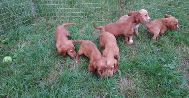Cocker Spaniel dogs - Advert 1