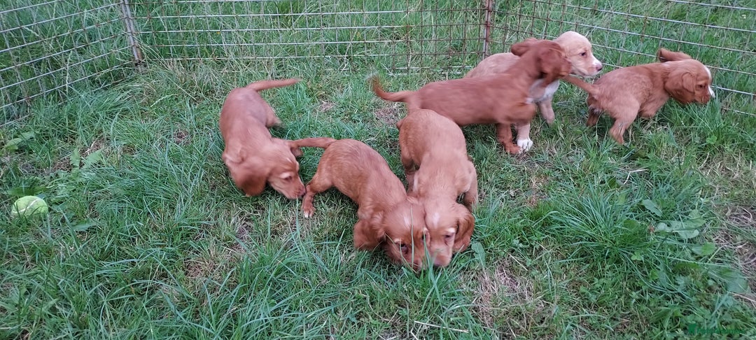 Cocker Spaniel dogs for sale: Kc reg quality cocker spaniel puppies - Image 2