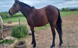 Welsh Section D horses for sale: Bartonhouse charlotte(charlie)15.1 welsh part bred - Image 6
