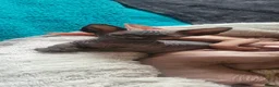 Sphynx cats for sale: Last Canadian Sphynx looking for his forever home - Advert 29