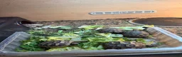 Tortoise reptiles for sale: Herman tortoises in Peacehaven - Advert 4