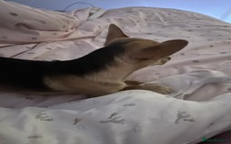 Chihuahua dogs for sale: 3 year old chihuahua  - Image 3