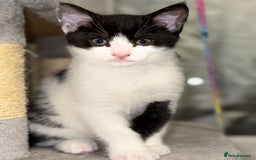 Domestic Shorthair cats for sale:  Beautiful Kittens Ready for Their Forever Homes.  - Image 5