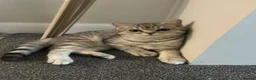 British Shorthair cats for stud: Stud duties only Blue Boy - Advert 13