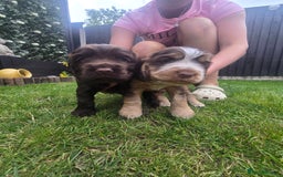 Cocker Spaniel dogs for sale: Show type x working cocker spaniel puppies - Image 11