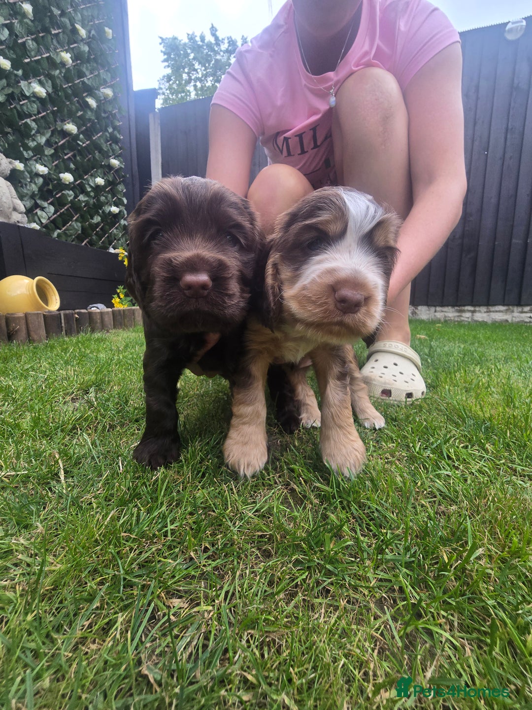 Cocker Spaniel dogs for sale: Show type x working cocker spaniel puppies - Image 11