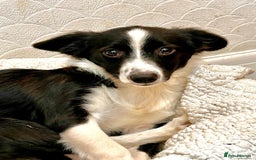Mixed Breed dogs for adoption: Rosy 🌹 - Image 2
