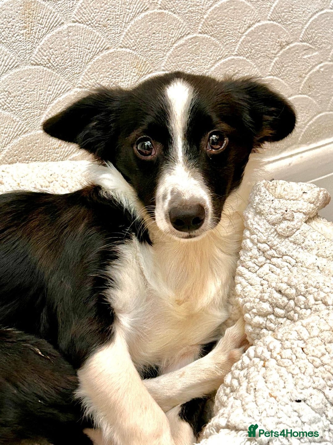 Mixed Breed dogs for adoption: Rosy 🌹 - Image 2