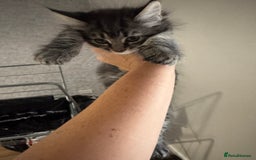 Mixed Breed cats for sale: 2 kittens looking for their forever homes - Image 1