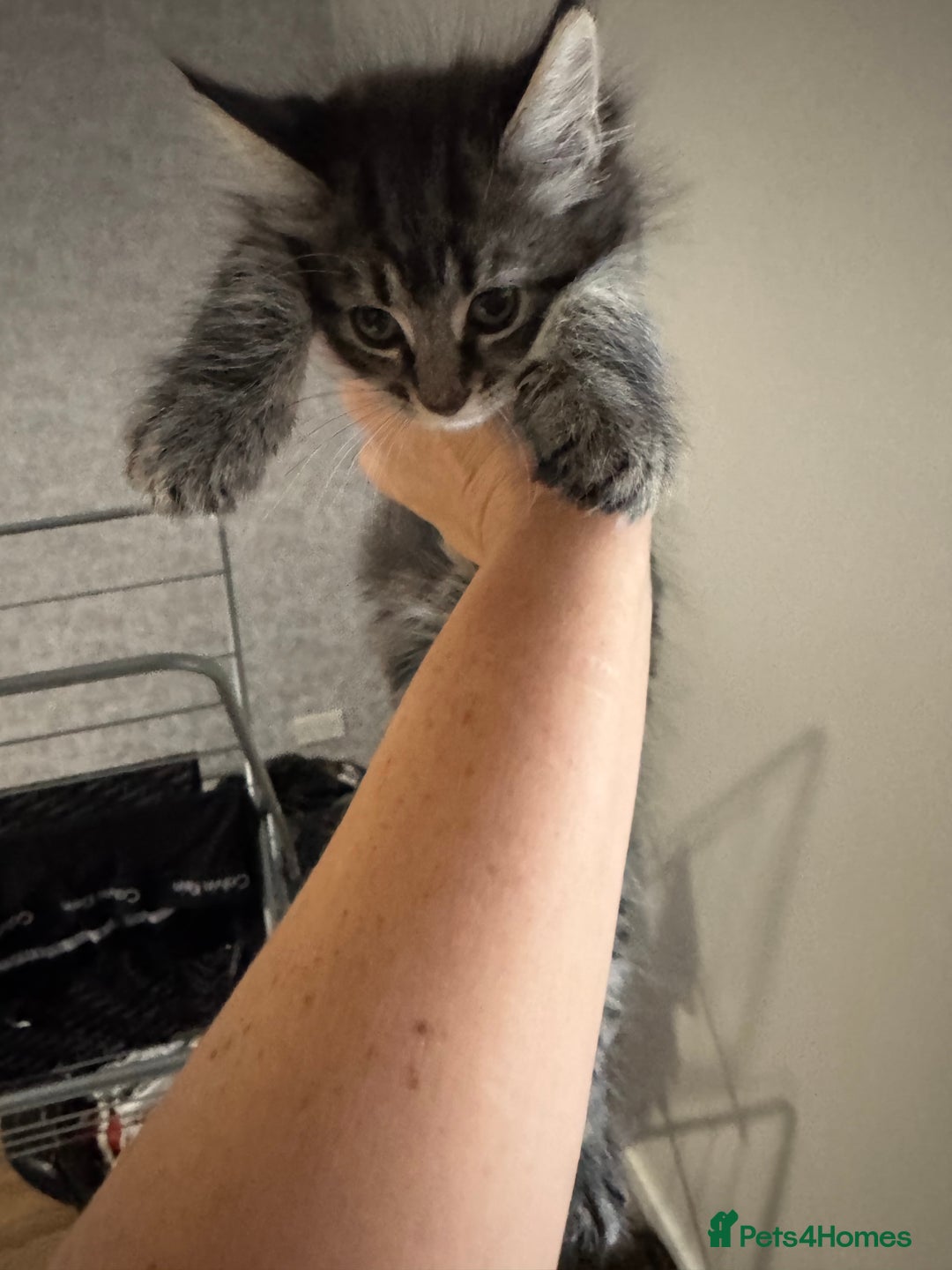 Mixed Breed cats for sale: 2 kittens looking for their forever homes - Image 1