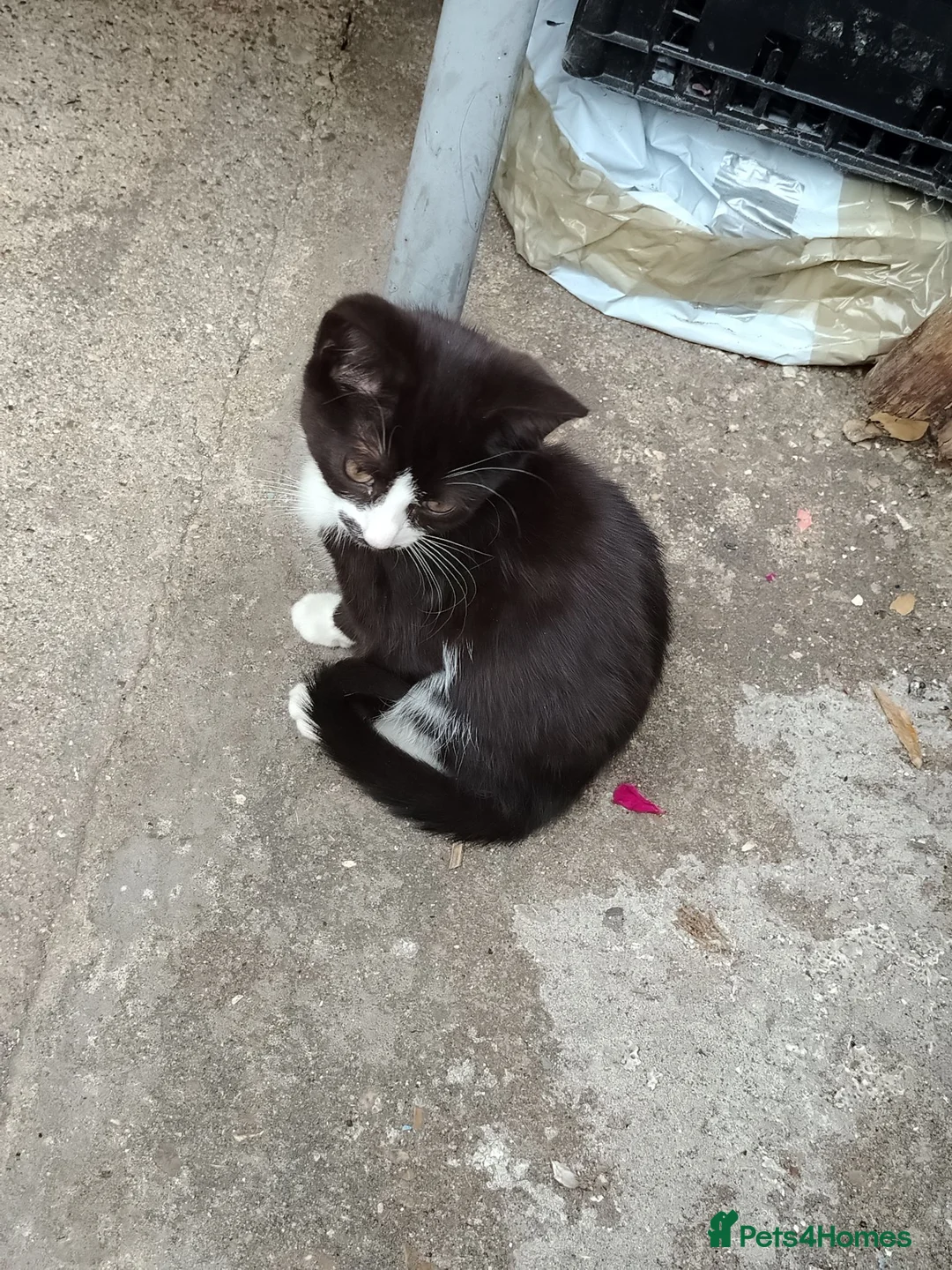 Serengeti cats for sale: 2 cats and to kitty in Boston - Advert 2