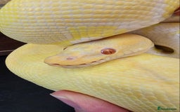 Python Snake reptiles for sale: Albino Enchi Royal Python (aka Ball Python) - Image 12
