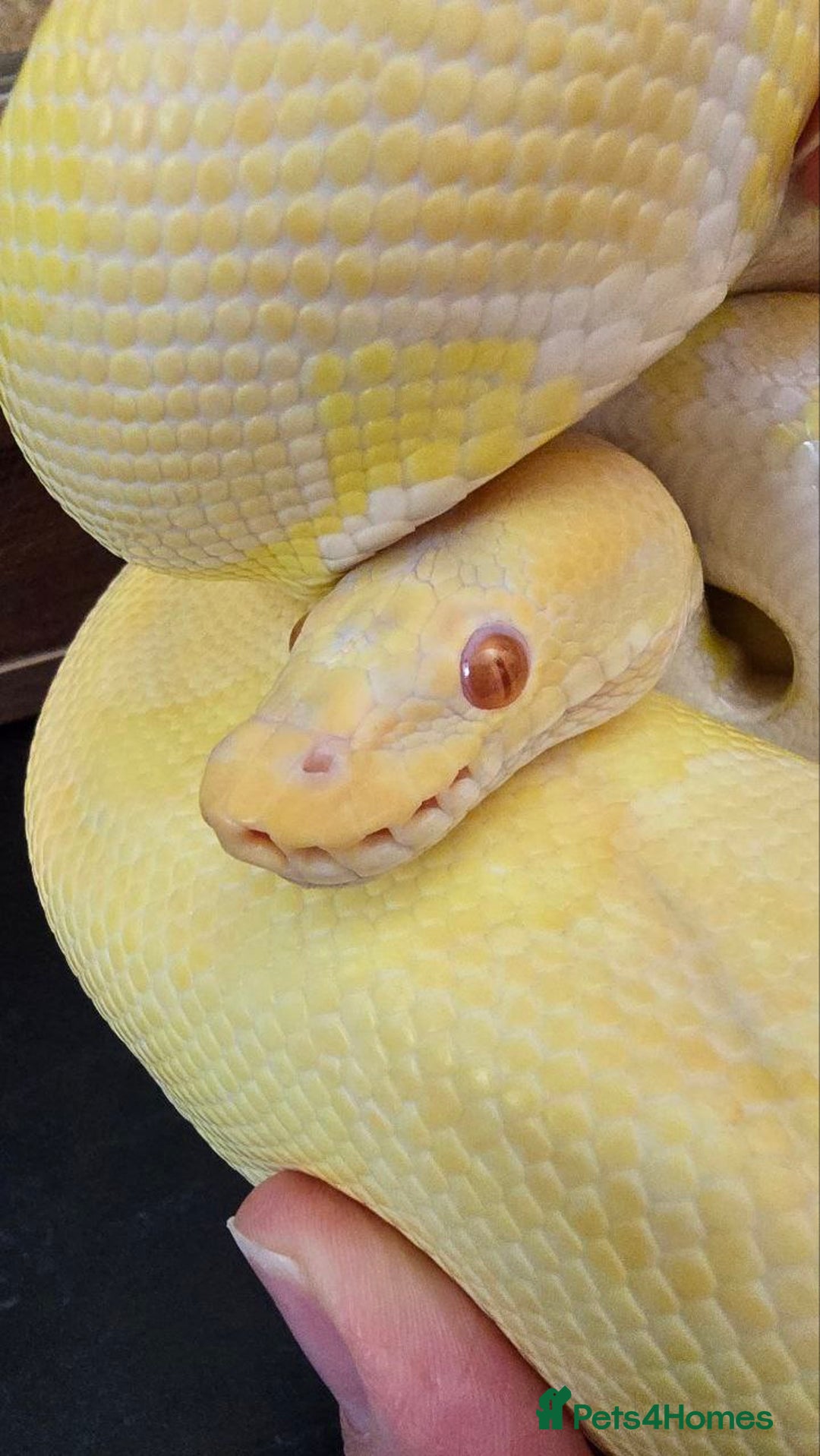 Python Snake reptiles for sale: Albino Enchi Royal Python (aka Ball Python) - Image 12