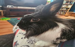 Lionhead rabbits for sale: Snugglebum Phoenix  in Weston-super-Mare - Image 4