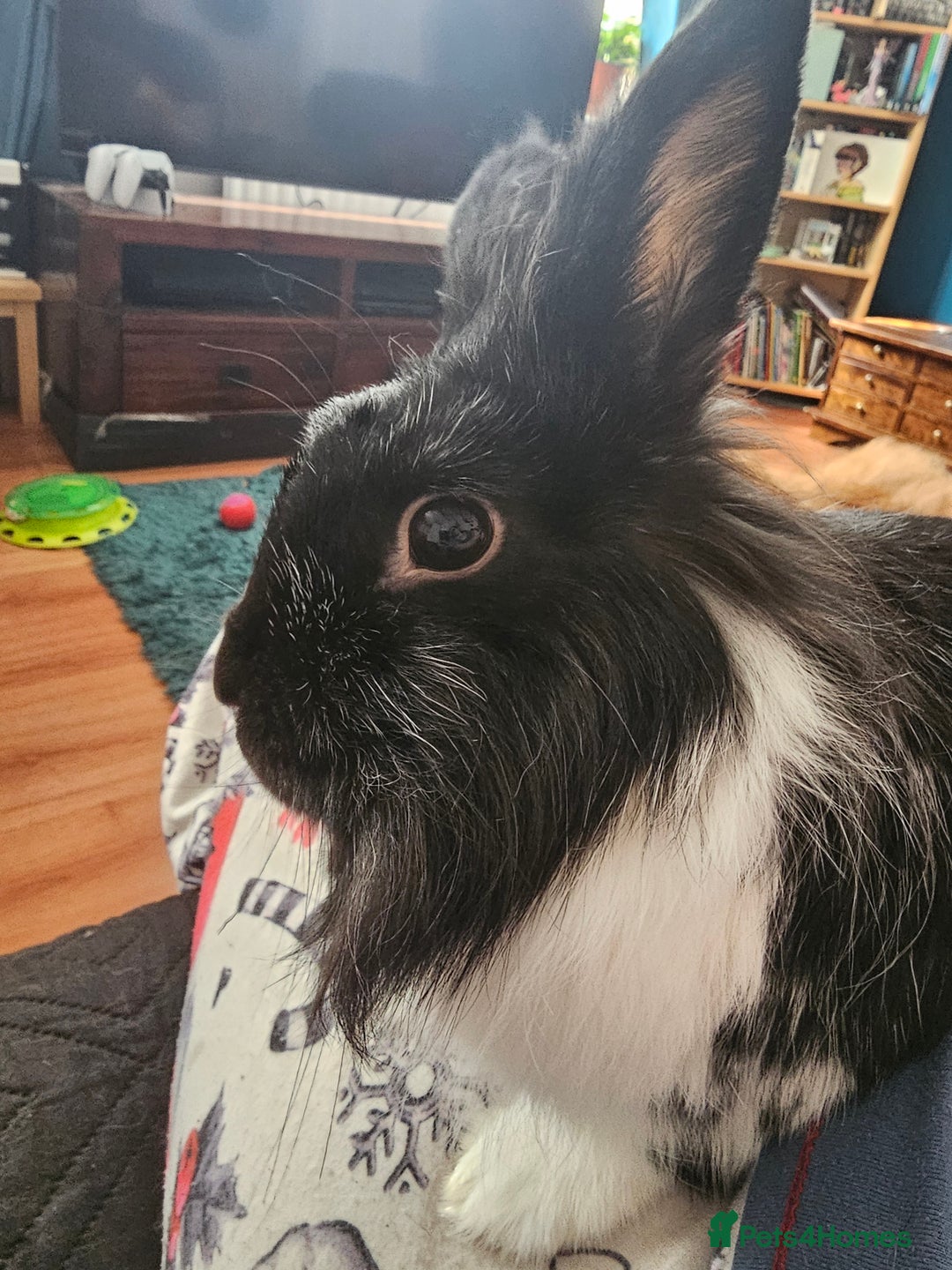 Lionhead rabbits for sale: Snugglebum Phoenix  in Weston-super-Mare - Image 4