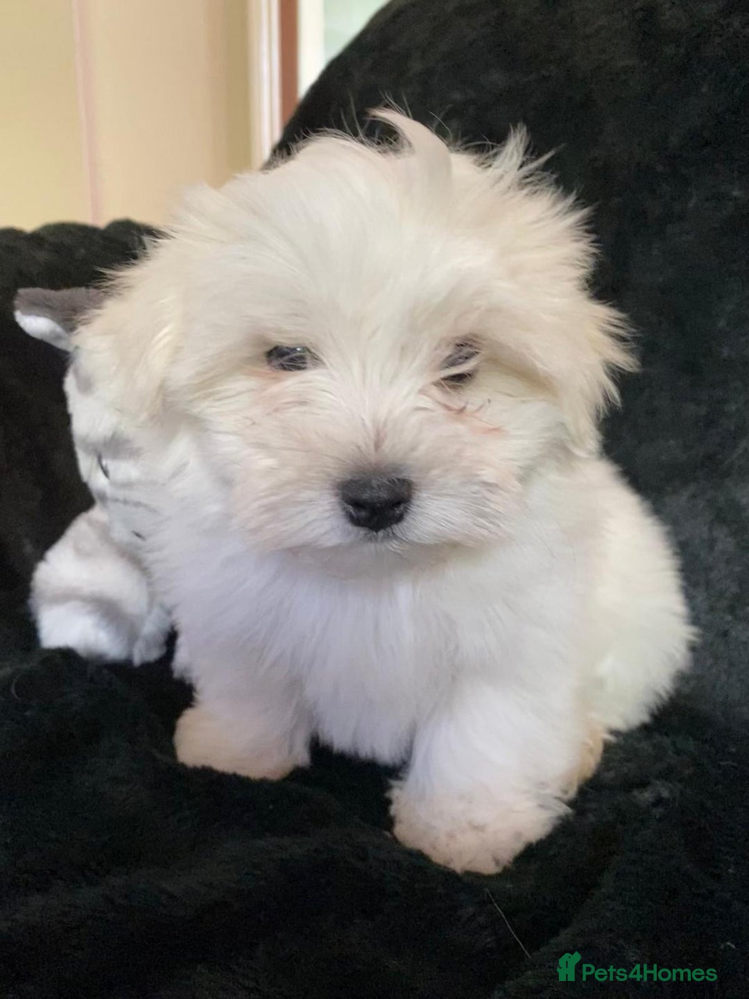 Maltese dogs for sale: Maltese puppies for sale  - Advert 17