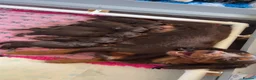 Cocker Spaniel dogs for sale: 🐾 Beautiful working cocker spaniel puppies 🐾  - Advert 7