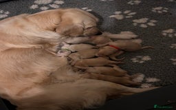 Golden Retriever dogs for sale: Remarkable Golden Retriever Puppies - Image 1