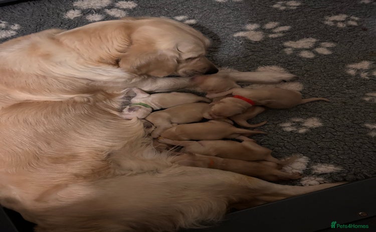 Golden Retriever dogs - Advert 7