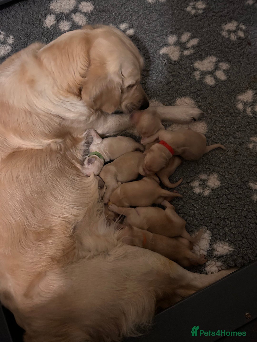 Golden Retriever dogs for sale: Remarkable Golden Retriever Puppies - Image 1