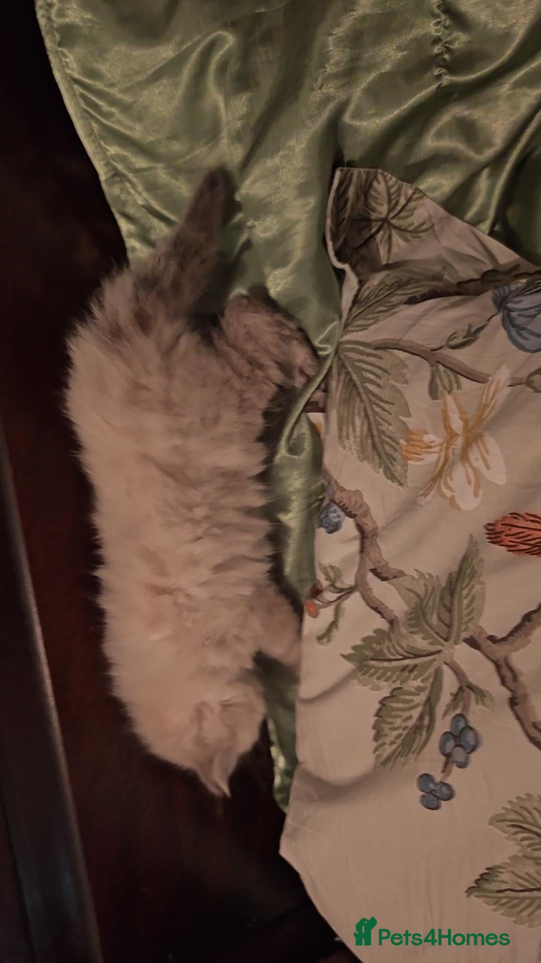 Siberian cats for sale: GCCF +TICA parents - Image 6
