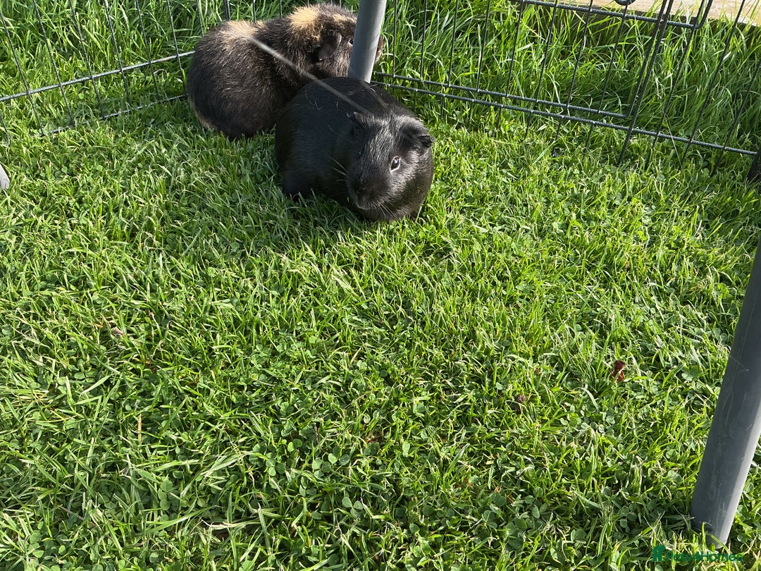 Guinea Pig rodents for sale: 2 Friendly boy guinea pigs looking for a new home - Advert 5