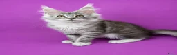 Maine Coon cats for sale: Maine Coon Kittens – Giant Bloodlines | Tica Reg. - Advert 12