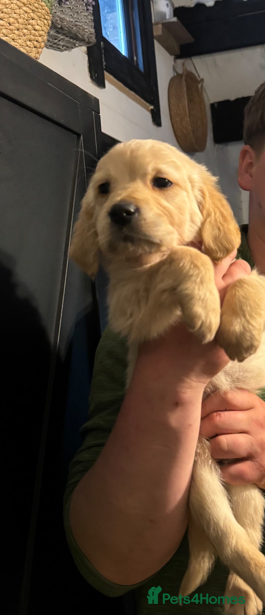 Golden Retriever dogs Gorgeous Golden Retrievers Only 2 Left - Advert 12