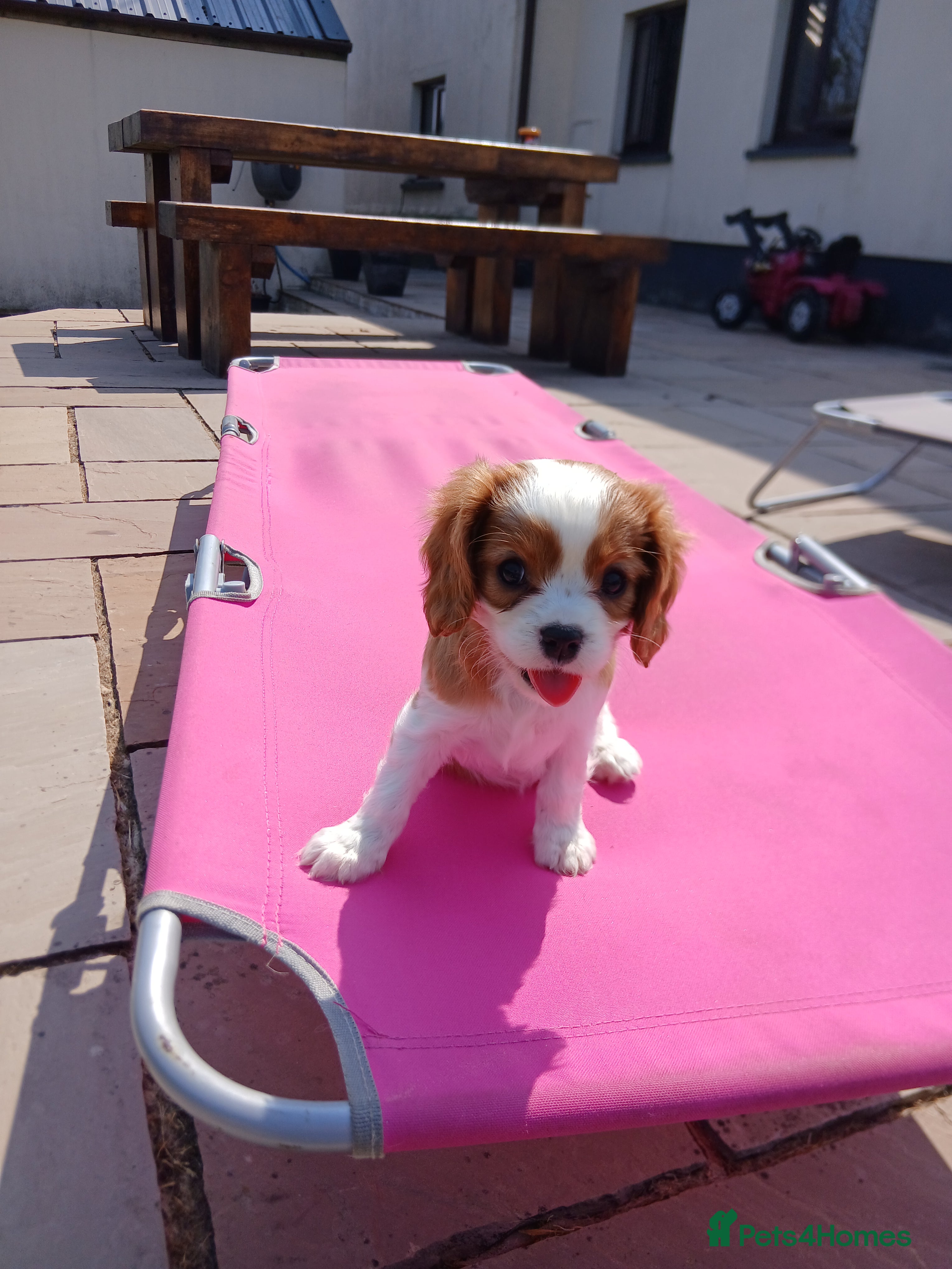Cavalier King Charles Spaniel dogs Ready now - Advert 2