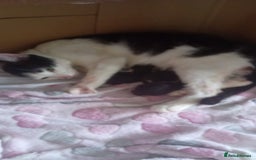 Mixed Breed cats for sale: Gorgeous kittens  - Image 3
