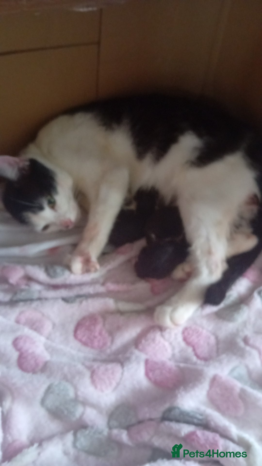 Mixed Breed cats for sale: Gorgeous kittens  - Image 3