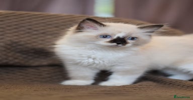 Ragdoll cats - Advert 4
