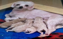 Maltipoo dogs for sale: Maltipoo puppies boy and girl available  - Image 13