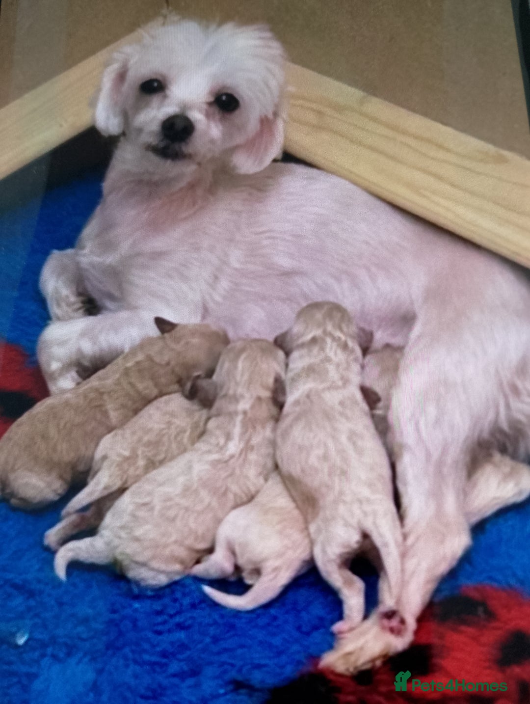 Maltipoo dogs for sale: Maltipoo puppies boy and girl available  - Image 13