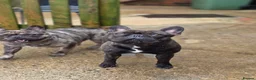 French Bulldog dogs for sale: Frech bulldog pedigree brindle boy 2 years old  - Advert 3