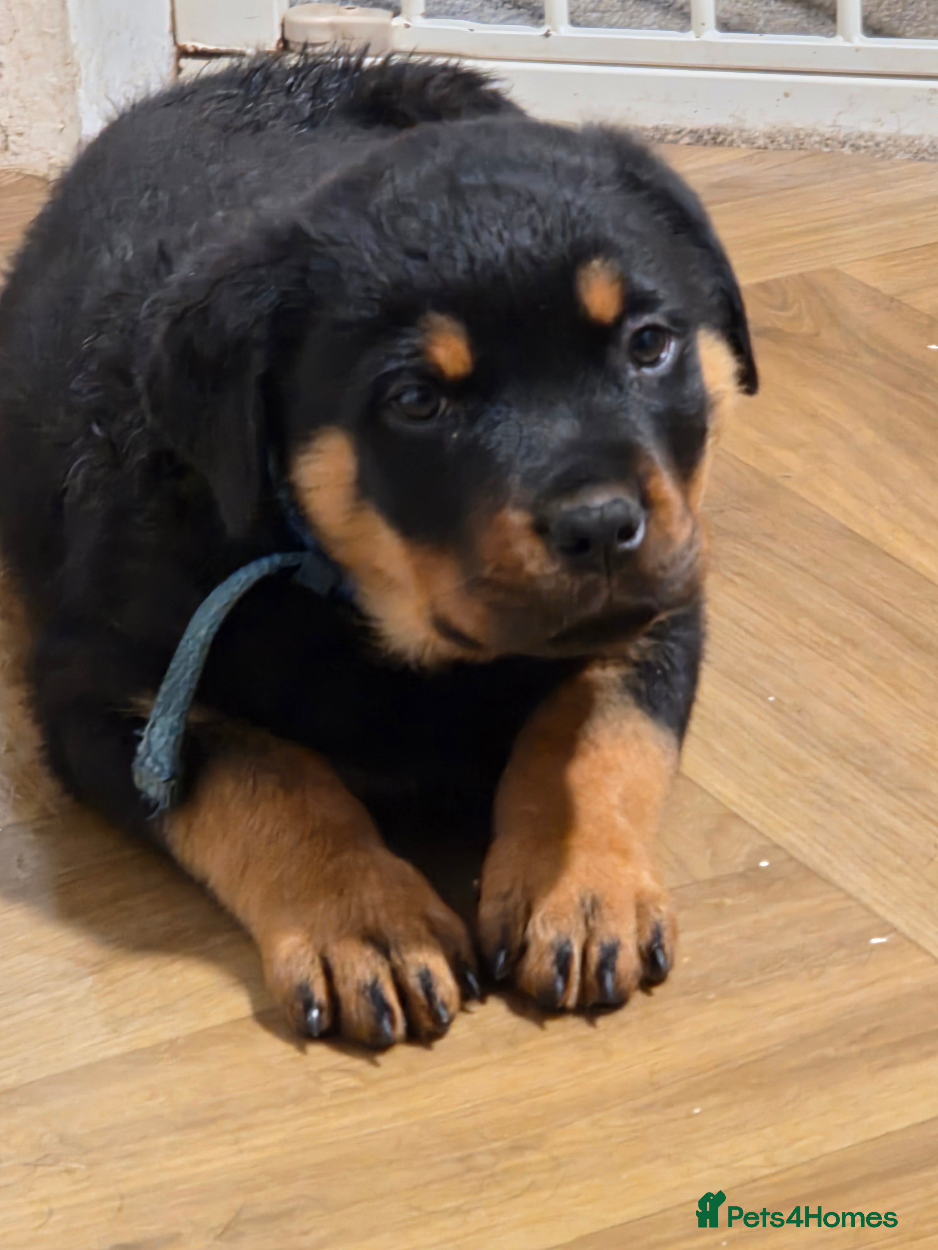 Rottweiler dogs 1 Left male Exceptional KC Registered Rottweiler  - Advert 10