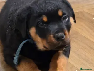 Rottweiler dogs 1 Left male Exceptional KC Registered Rottweiler - Advert 10