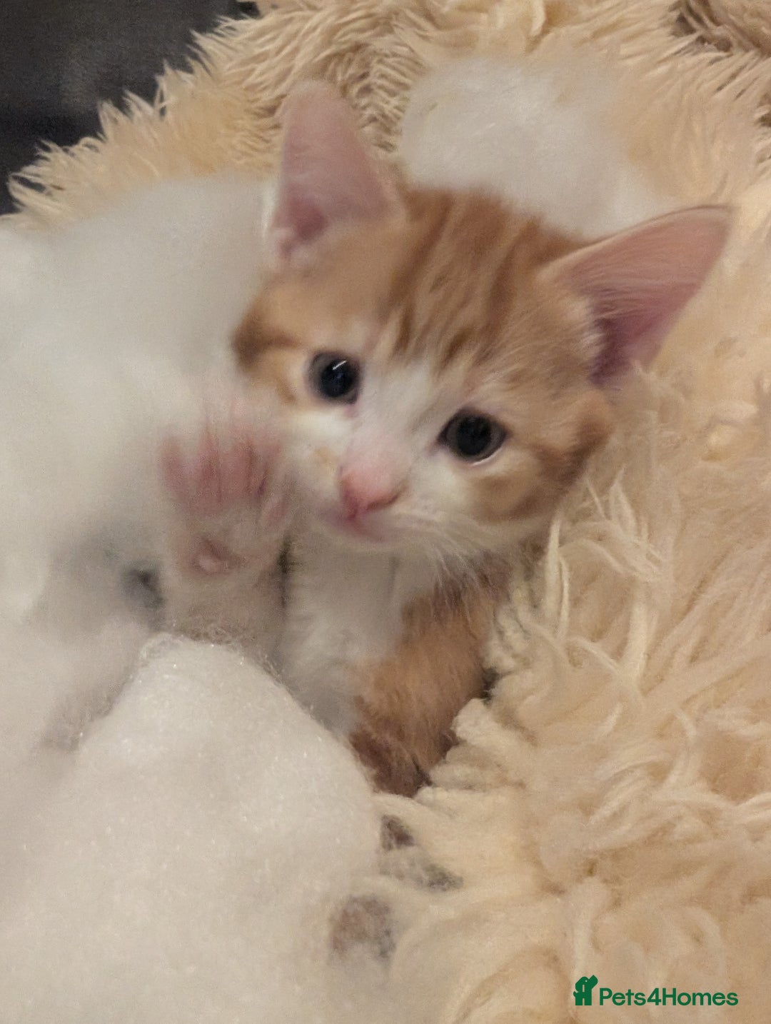 Mixed Breed cats for sale: 4 kittens looking for new home - Advert 8