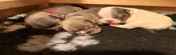 French Bulldog dogs for sale: KC registered French bulldog puppies  in Congleton - Advert 14