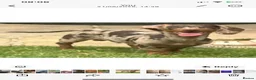 Dachshund dogs for stud: Male dapple dachshund  in Liverpool - Advert 8
