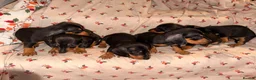Dachshund dogs for sale:  Dachshunds 4 girls,5 boys 3 wired haired 6 smooth - Advert 6